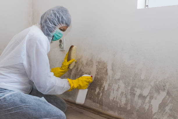 Best Post-Flood Mold Remediation in Altamont, OR